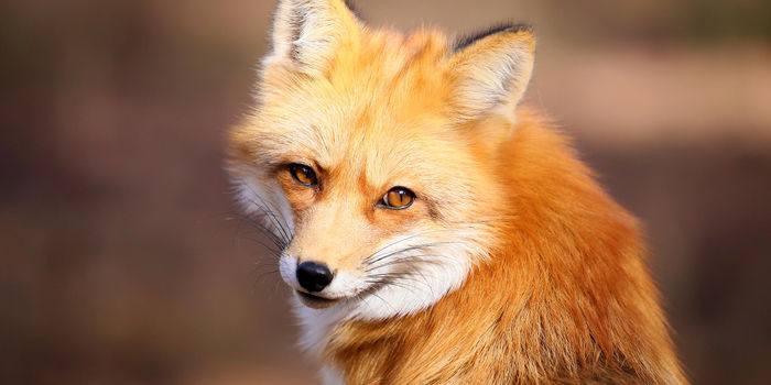 Foxes Foxes